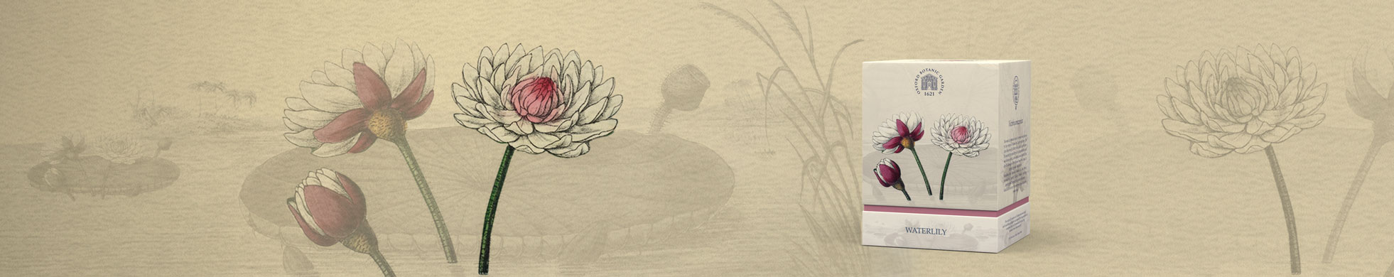 WATERLILy-BOX-in-studio0001_STRIPE